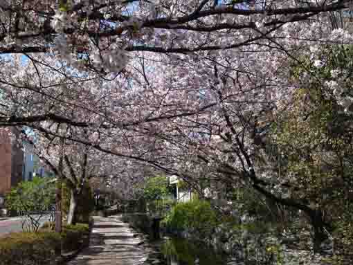 一之江境川親水公園の満開の桜並木