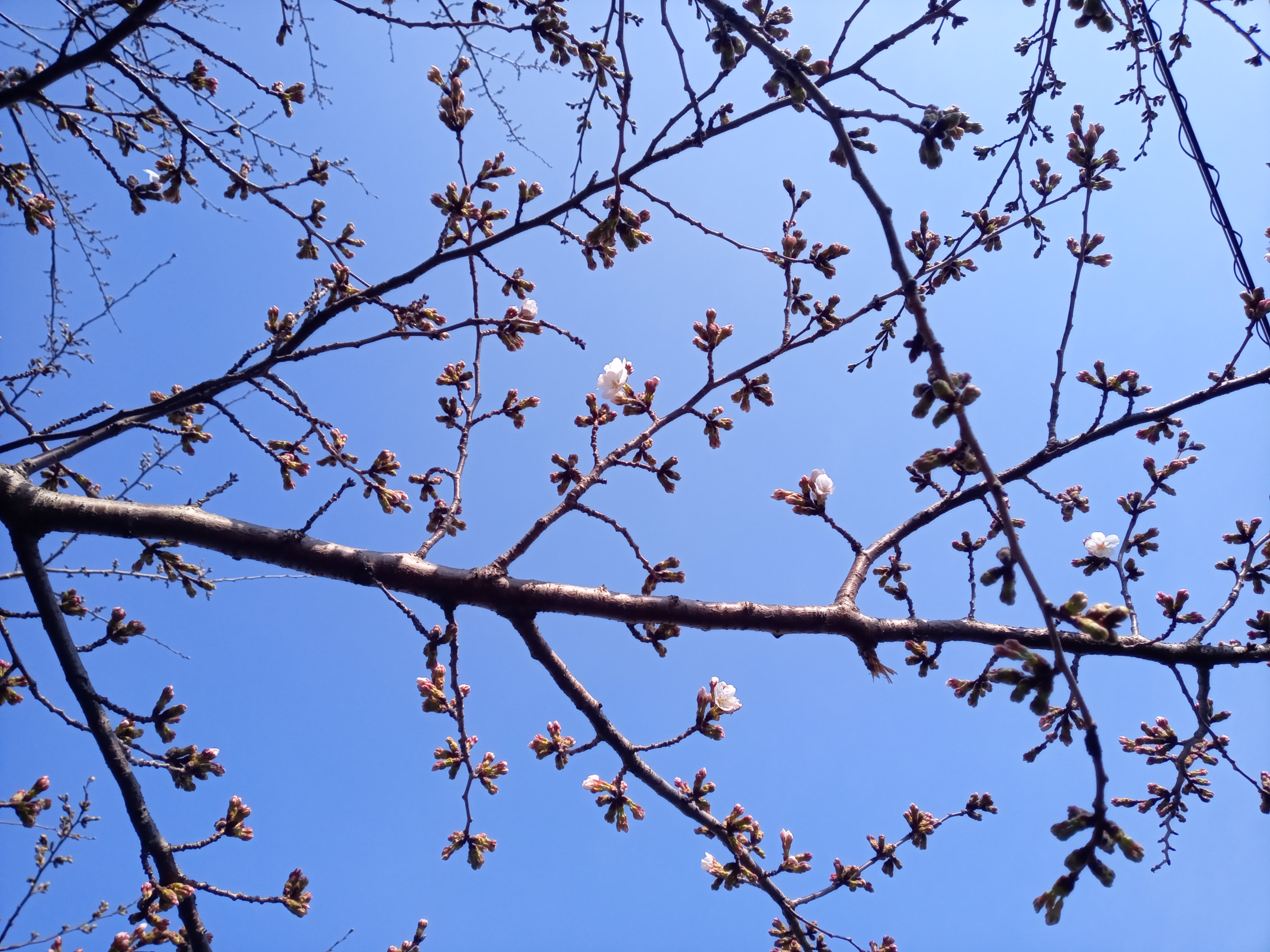 令和５年新川で開花したソメイヨシノ１