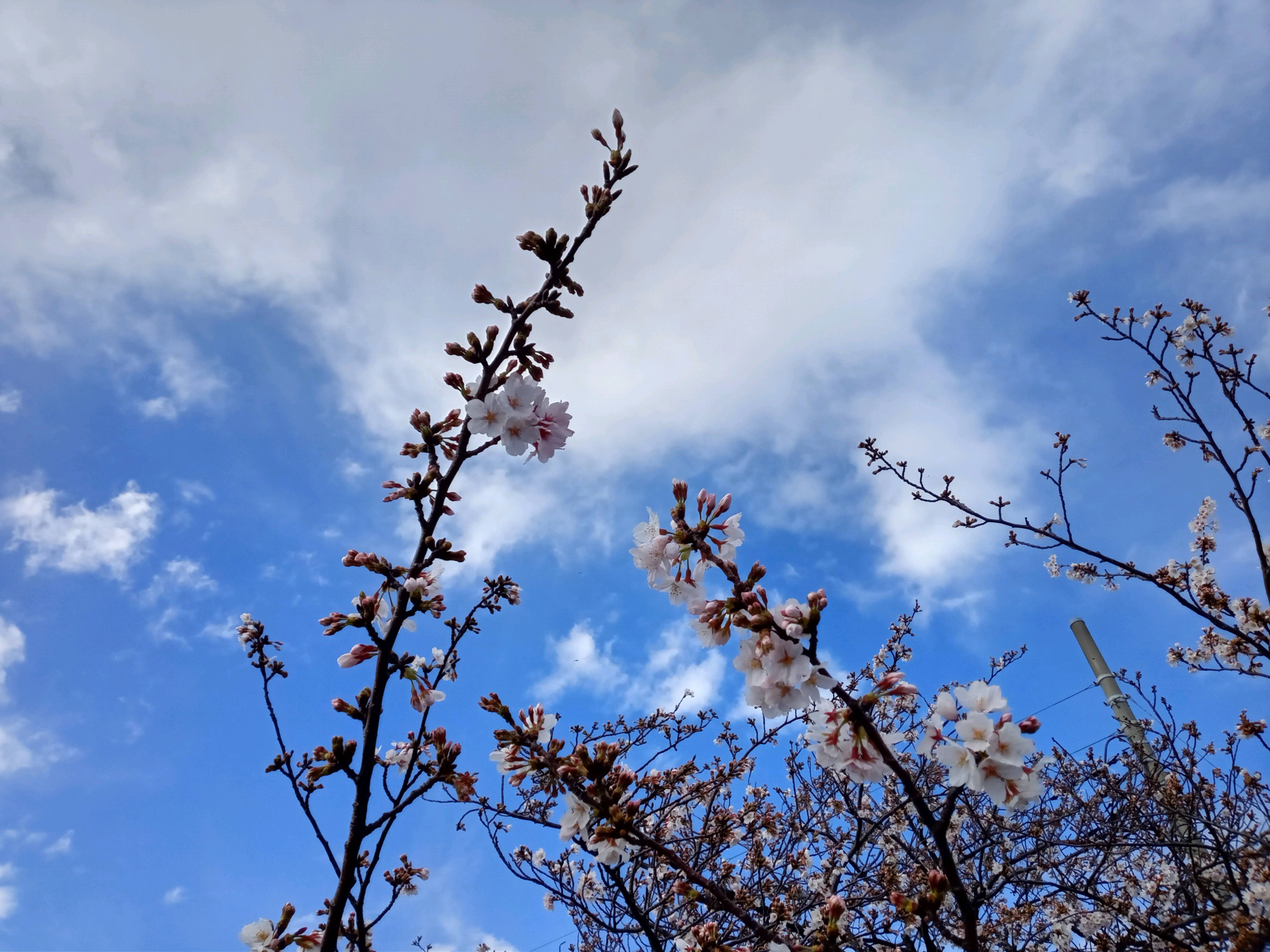 令和５年つぼみを残す新川沿岸千本桜１