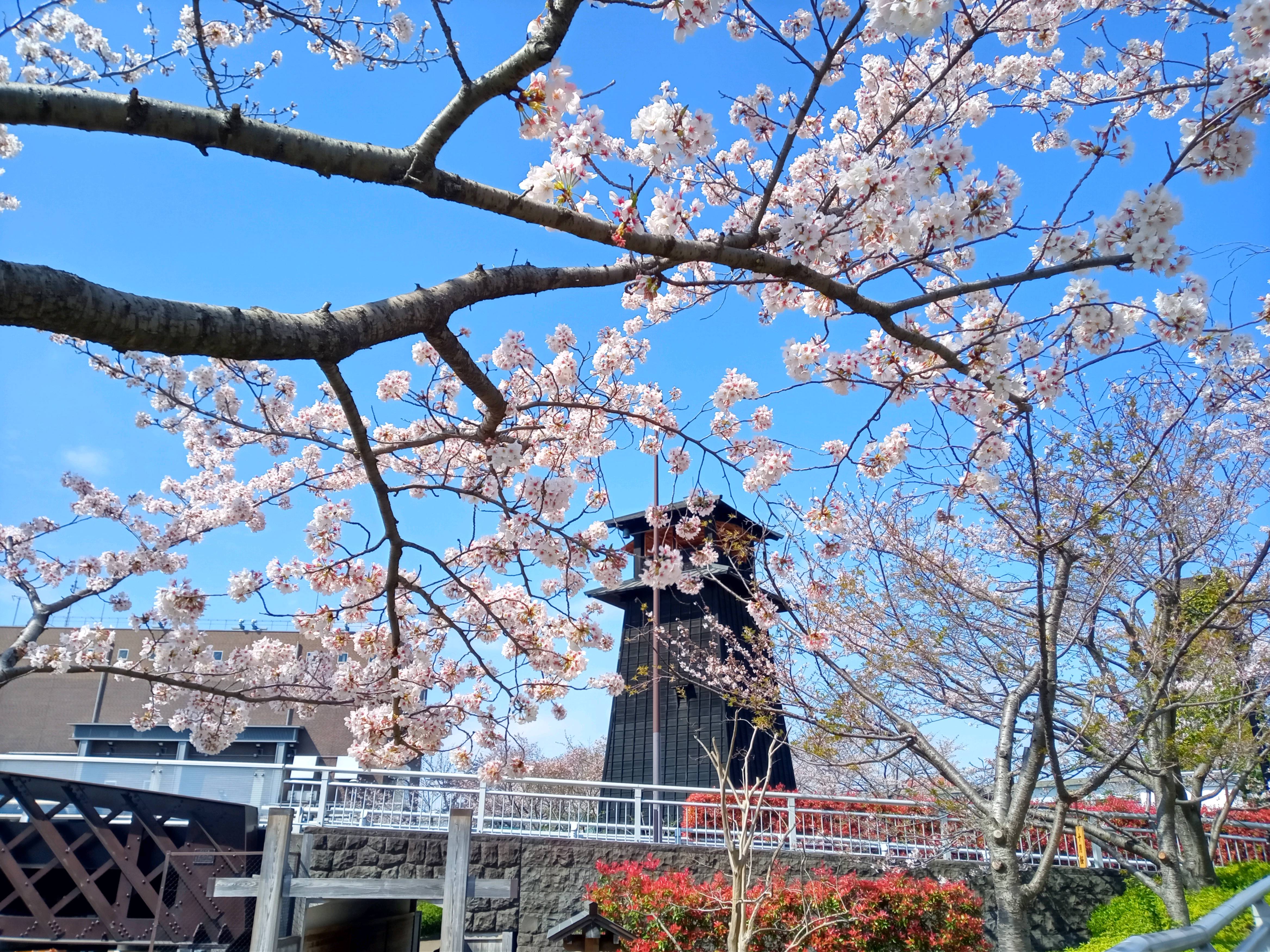 令和５年新川沿岸満開の桜の花々