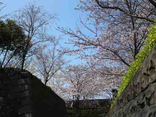 cherry blossoms and the stone walls