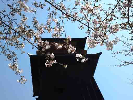 the fire lookout above cherry trees