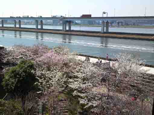 viewing for Sakura from the fire lookout