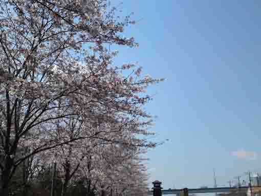 cherry blossoms and blue sky