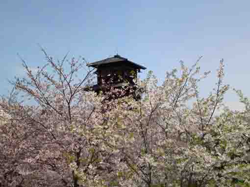 新川千本桜と火の見櫓
