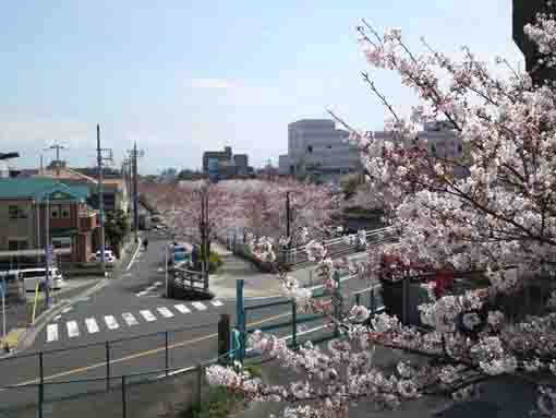 the view of Shinkawa Senbonzakura