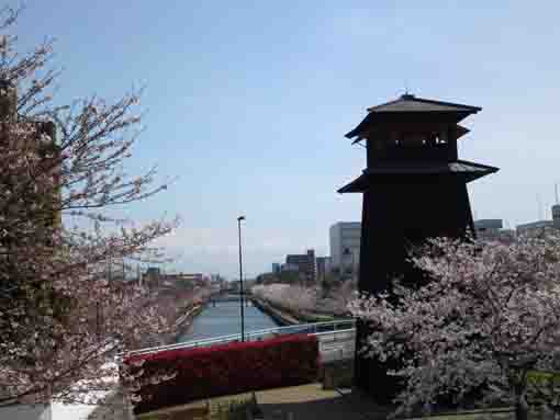 新川千本桜と火の見櫓
