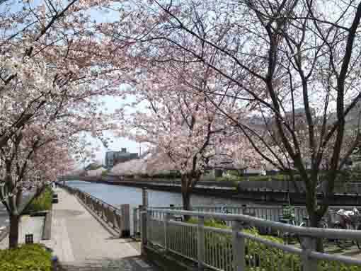 新川千本桜