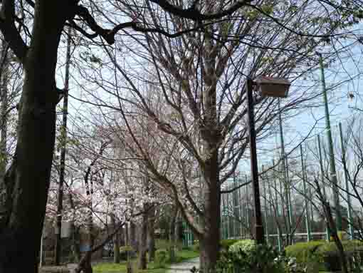 Somei Yoshino in B zone in Shinozaki Park 4