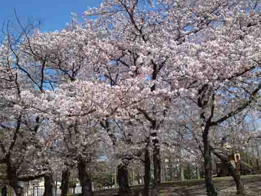 篠崎公園A地区の桜