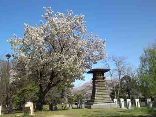 春の篠崎公園の桜と常夜灯