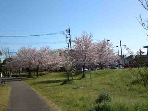 篠崎公園のソメイヨシノの桜並木