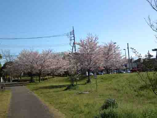 Somei Yoshino in B zone in Shinozaki Park 1