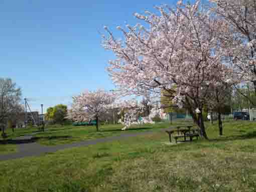 篠崎公園B地区の桜