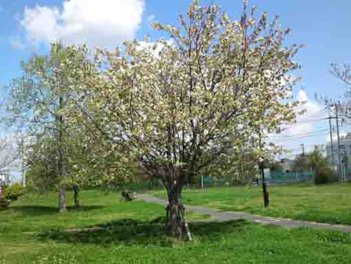 green cherry blossoms in Shinozaki Park