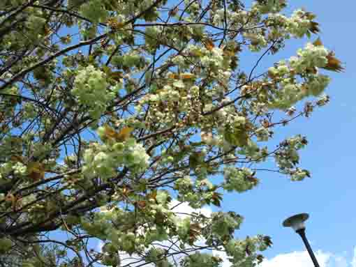 green cherry blossoms in Shinozaki Park 2