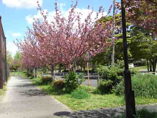 篠崎公園B地区グランド脇の八重桜