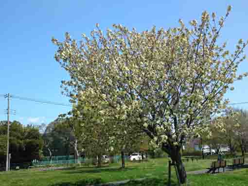 green cherry blossoms in Shinozaki Park 1