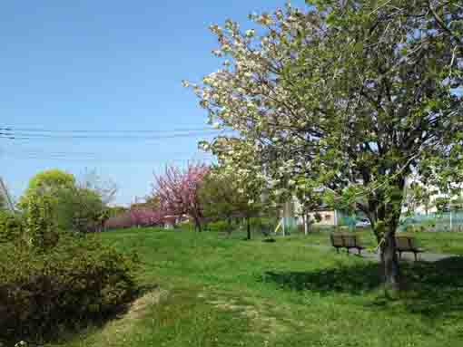篠崎公園に咲く黄緑色の八重桜