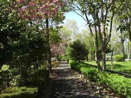 篠崎公園B地区小径の八重桜