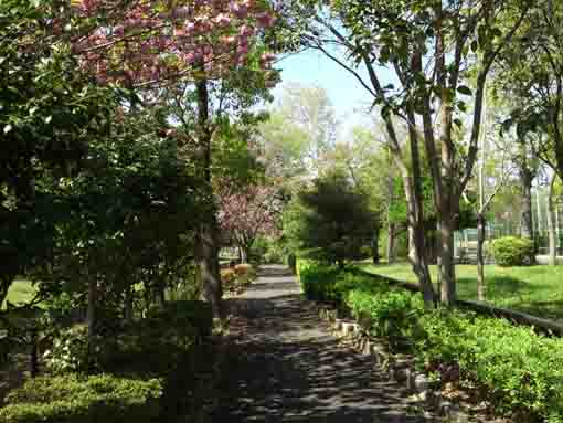 cherry blossoms in Shinozaki Park 3