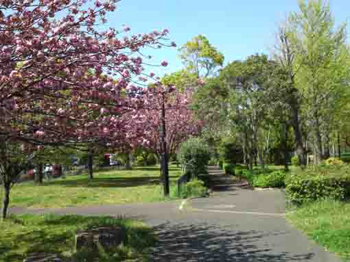篠崎公園の八重桜
