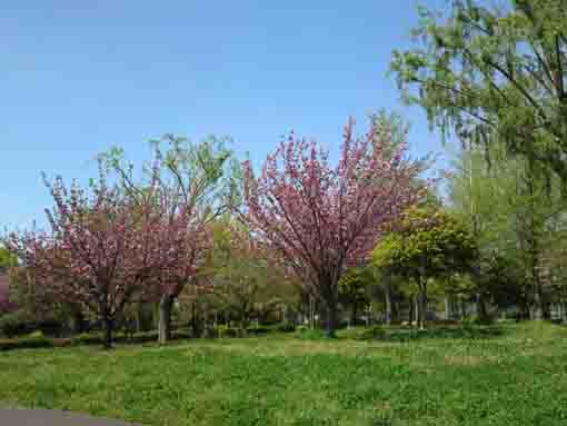 篠崎公園柴又街道脇の八重桜