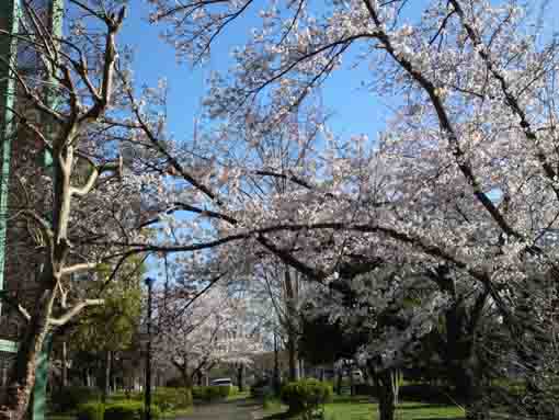 篠崎公園B地区小径の桜