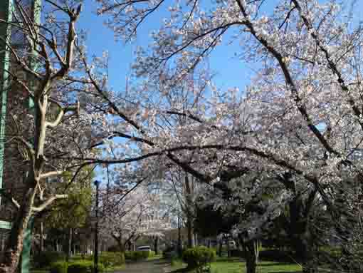 Somei Yoshino in B zone in Shinozaki Park 3