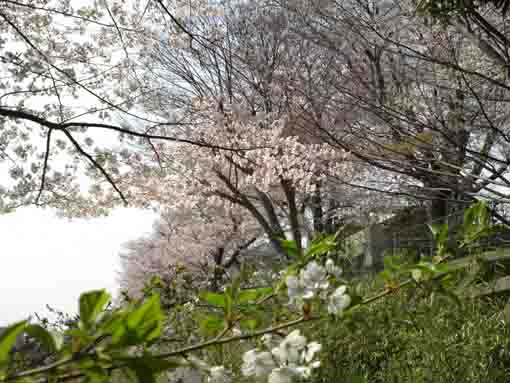 sukura blossoms under the cliff