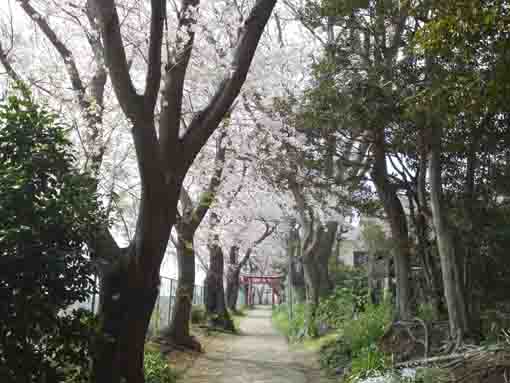 sakura blossoms over the approach road