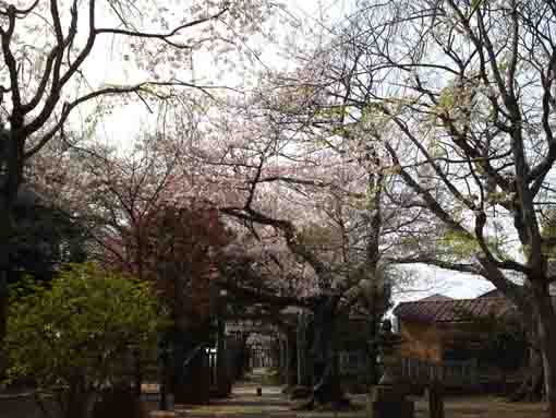 宮久保白幡神社本殿から望む桜