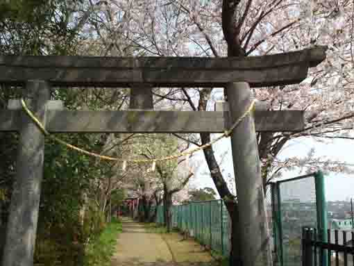 the stone torri and sakura in Shirahata Jinja