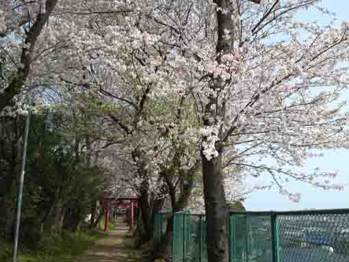 sakura and torii gate on the approach road