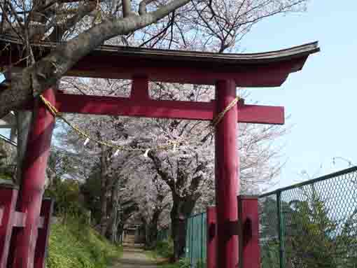 sakura blossoms through the red torii gate