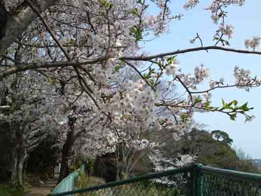 白幡神社から望む空と桜
