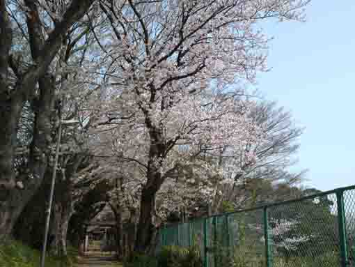 宮久保坂上白幡神社の桜