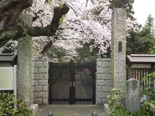 安国山総寧寺の門と桜
