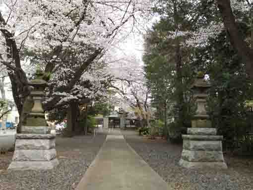 総寧寺の門に続く桜並木