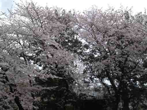 安国山総寧寺は桜でいっぱい