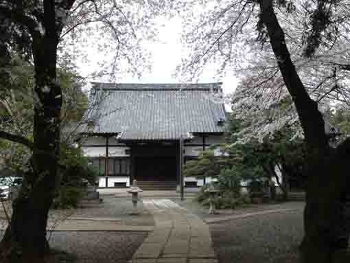 安国山総寧寺本堂と桜