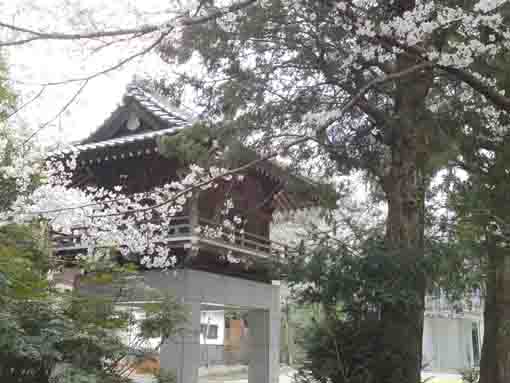 総寧寺の楼門と桜
