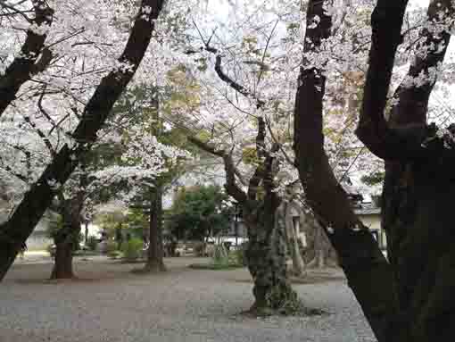 春の総寧寺は桜色の森
