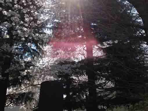 the sun shinning the cherry blossoms