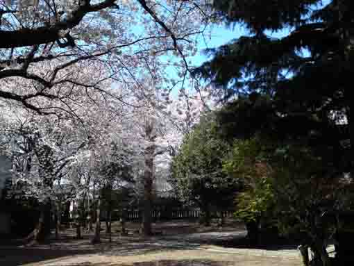 cherry blossoms in Kasuga Jinja in Soya