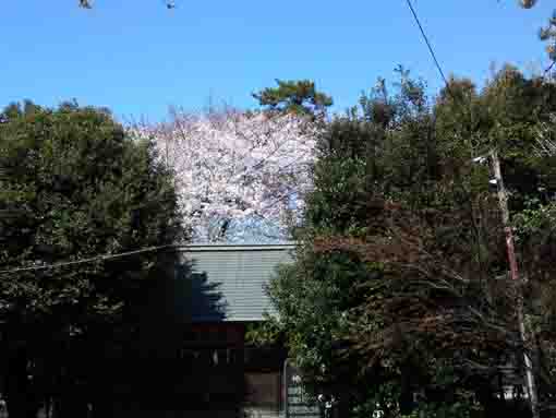 春日神社社殿を越える桜