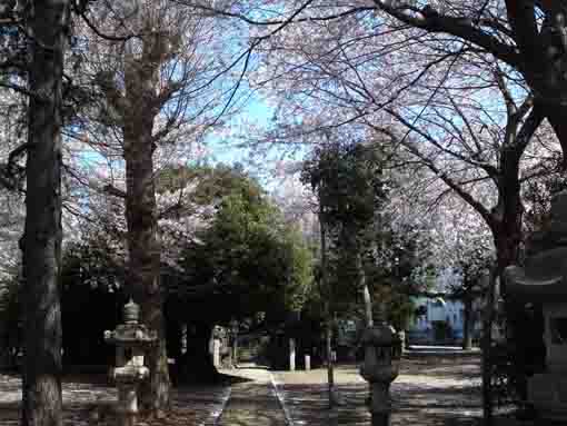 Kasuga Jinja Shrine in Soya Ichikawa