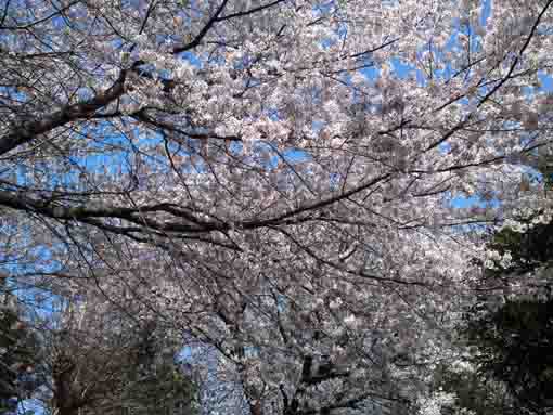 曽谷春日神社青空と桜