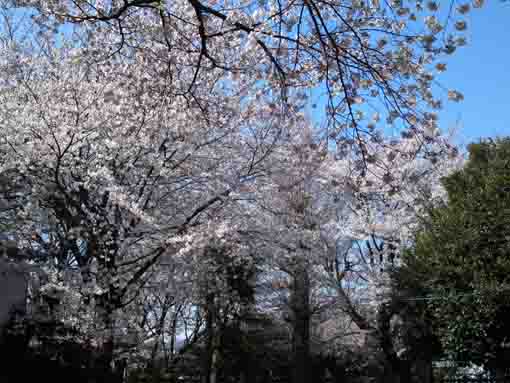 曽谷春日神社の桜の花々