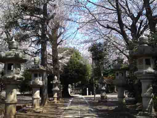 春日神社参道と燈籠と桜